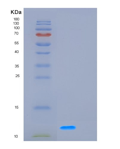 Human GCHFR (Gtp Cyclohydrolase 1 Feedback Regulatory Protein) - Recombinant Protein