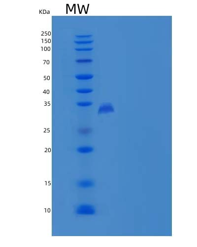 Human CNPY4 (Protein Canopy Homolog 4) - Recombinant Protein