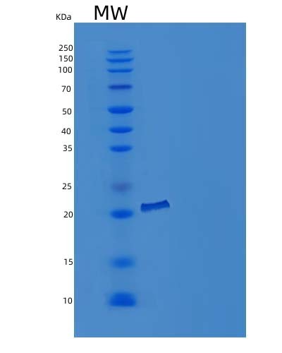 Mouse Cavin2 (Caveolae-Associated Protein 2) - Recombinant Protein