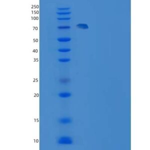 Human MAP2K2 (Dual Specificity Mitogen-Activated Protein Kinase Kinase 2) - Recombinant Protein