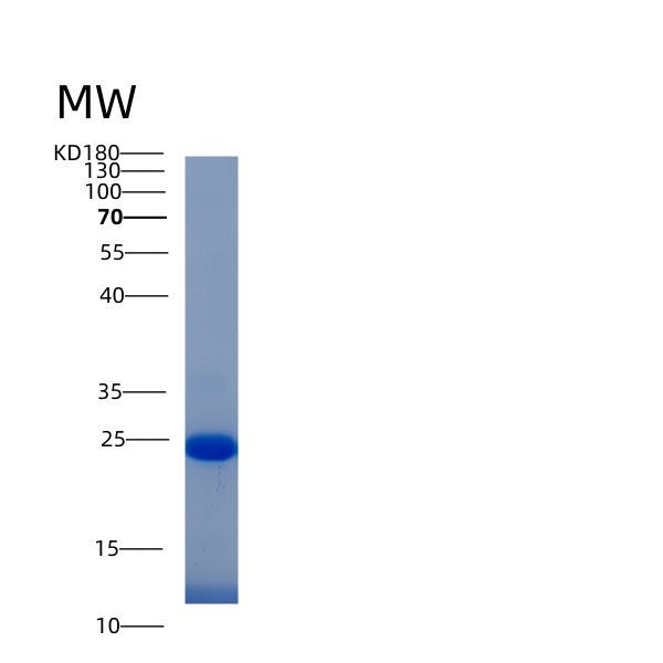 Human IFI30 (Gamma-Interferon-Inducible Lysosomal Thiol Reductase) - Recombinant Protein