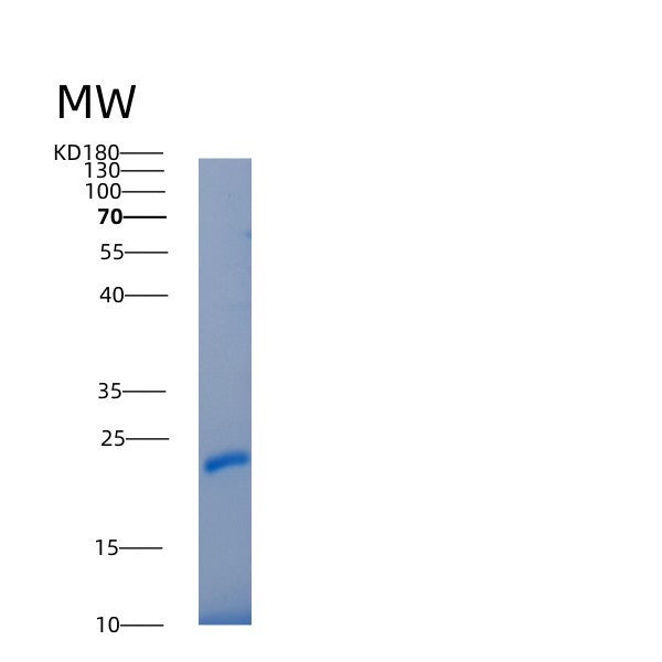 Human IL22RA2 (Interleukin-22 Receptor Subunit Alpha-2) - Recombinant Protein