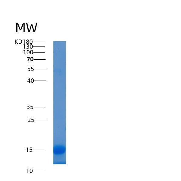 Human LAMTOR2 (Ragulator Complex Protein Lamtor2) - Recombinant Protein