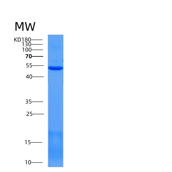 Mouse Scpep1 (Retinoid-Inducible Serine Carboxypeptidase) - Recombinant Protein