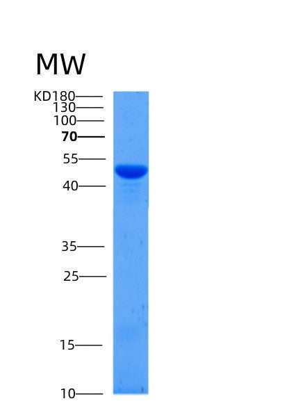 Mouse Serpinb12 (Serpin B12) - Recombinant Protein
