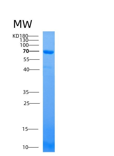 Human ATL1 (Atlastin-1) - Recombinant Protein