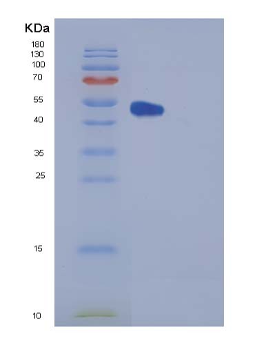 Human FKBP3 (Peptidyl-Prolyl Cis-Trans Isomerase Fkbp3) - Recombinant Protein