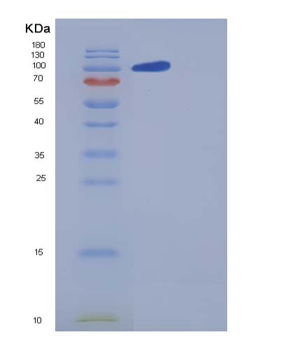 Human CNTN5 (Contactin-5) - Recombinant Protein