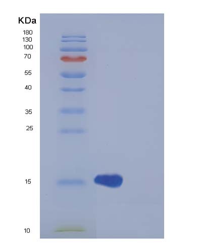 Human H3C1 (Histone H3.1) - Recombinant Protein