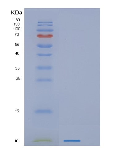Human GNG11 (Guanine Nucleotide-Binding Protein G(I)/G(S)/G(O) Subunit Gamma-11) - Recombinant Protein