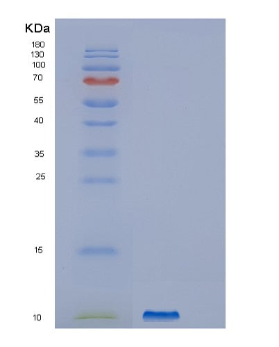 Human GNG4 (Guanine Nucleotide-Binding Protein G(I)/G(S)/G(O) Subunit Gamma-4) - Recombinant Protein