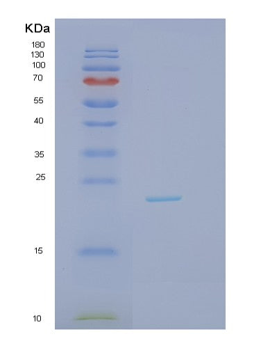 Human IL1A (Interleukin-1 Alpha) - Recombinant Protein