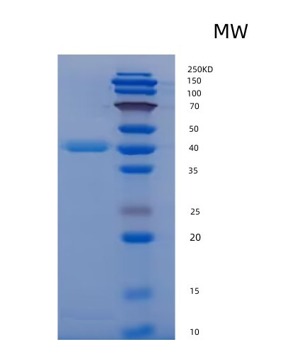 Human/Mouse/Rat BMP2 (Bone Morphogenetic Protein 2) - Recombinant Protein