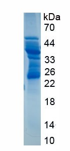 Human CD83 (Cd83 Antigen) - Recombinant Protein
