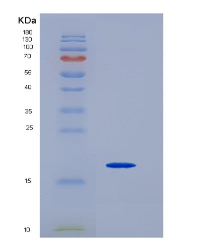 Human NUTF2 (Nuclear Transport Factor 2) - Recombinant Protein
