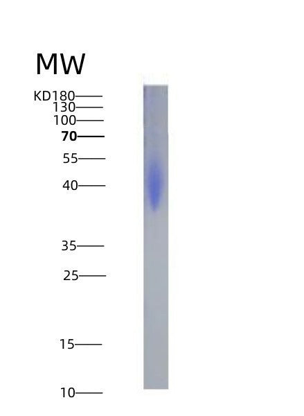 Human PDCD1LG2 (Programmed Cell Death 1 Ligand 2) - Recombinant Protein