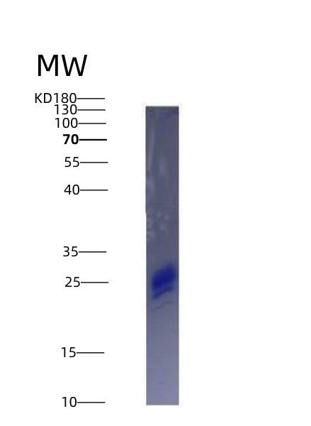 Human IL7 (Interleukin-7) - Recombinant Protein