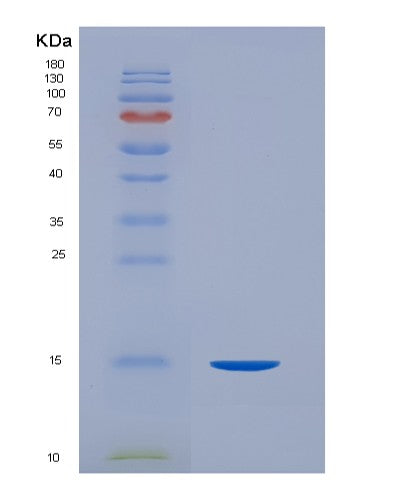 Human CD99 (Cd99 Antigen) - Recombinant Protein