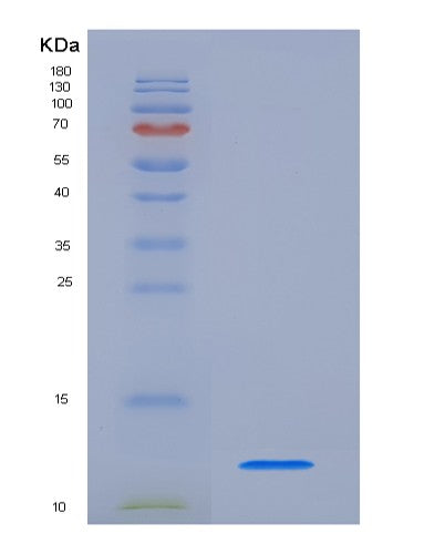 Mouse Cxcl1 (Growth-Regulated Alpha Protein) - Recombinant Protein