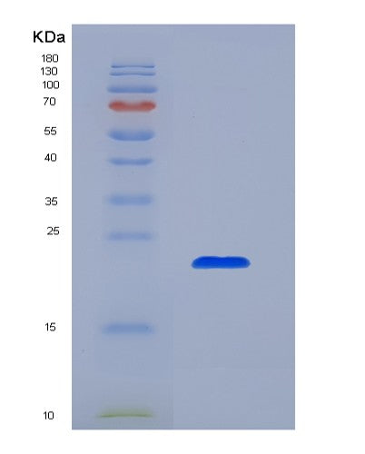 Mouse Il10 (Interleukin-10) - Recombinant Protein
