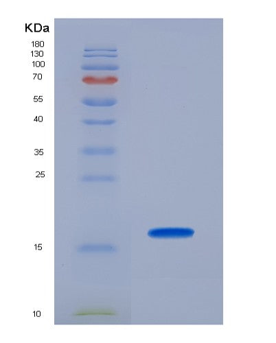 Mouse Pdgfa (Platelet-Derived Growth Factor Subunit A) - Recombinant Protein