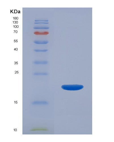 Mouse Il22 (Interleukin-22) - Recombinant Protein