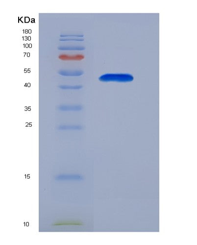 Human ENO1 (Alpha-Enolase) - Recombinant Protein