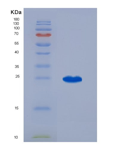 Mouse Il3 (Interleukin-3) - Recombinant Protein