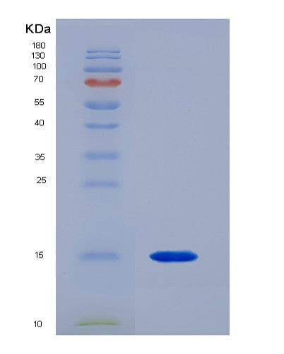 Mouse Tgfb1 (Transforming Growth Factor Beta-1 Proprotein) - Recombinant Protein
