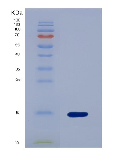 Human BMP4 (Bone Morphogenetic Protein 4) - Recombinant Protein