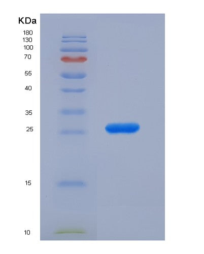 Mouse Gsta1 (Glutathione S-Transferase A1) - Recombinant Protein