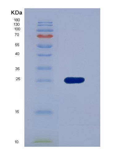Mouse Gapdh (Glyceraldehyde-3-Phosphate Dehydrogenase) - Recombinant Protein