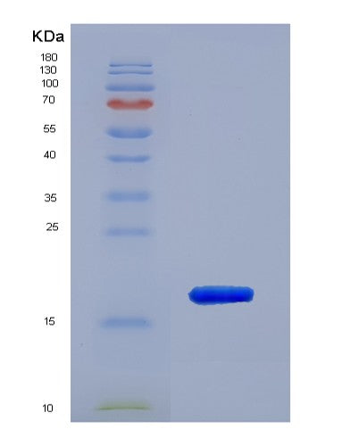 Mouse Ppia (Peptidyl-Prolyl Cis-Trans Isomerase A) - Recombinant Protein