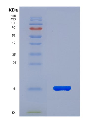 Human COX5A (Cytochrome C Oxidase Subunit 5A, Mitochondrial) - Recombinant Protein