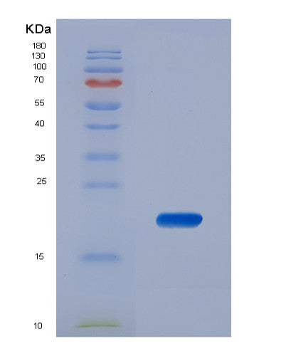 Mouse Kitlg (Kit Ligand) - Recombinant Protein