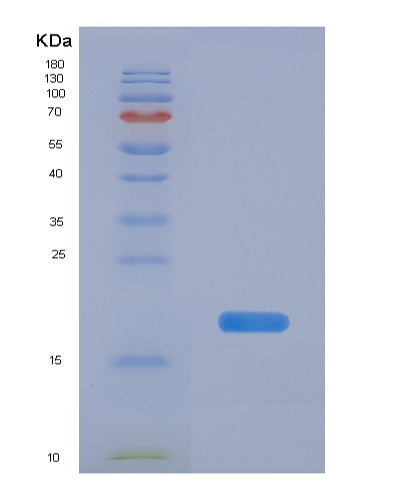 Human PPIF (Peptidyl-Prolyl Cis-Trans Isomerase F, Mitochondrial) - Recombinant Protein