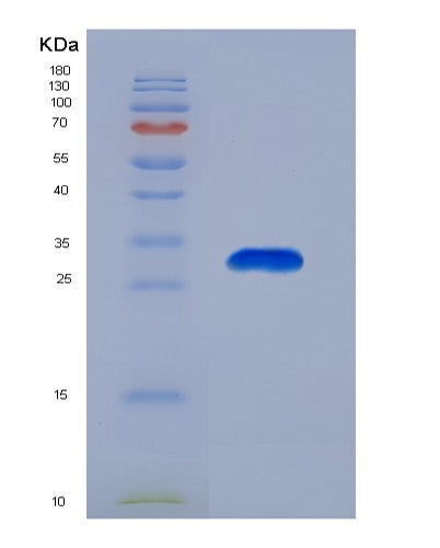 Human CASP14 (Caspase-14) - Recombinant Protein