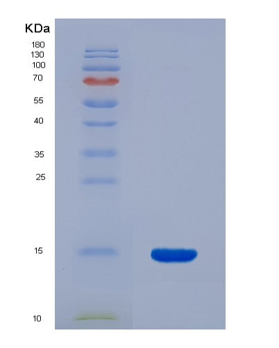 Human GLRX (Glutaredoxin-1) - Recombinant Protein