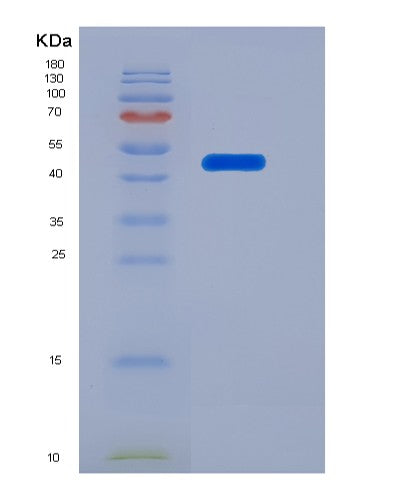 Human PPIC (Peptidyl-Prolyl Cis-Trans Isomerase C) - Recombinant Protein