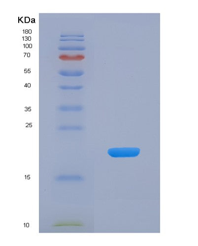 Human GDF10 (Growth/Differentiation Factor 10) - Recombinant Protein