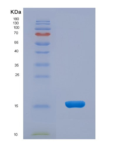 Mouse Lrpap1 (Alpha-2-Macroglobulin Receptor-Associated Protein) - Recombinant Protein