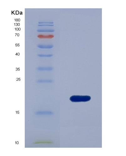 Human SUMO3 (Small Ubiquitin-Related Modifier 3) - Recombinant Protein