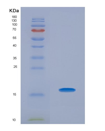 Human TCL1A (T-Cell Leukemia/Lymphoma Protein 1A) - Recombinant Protein