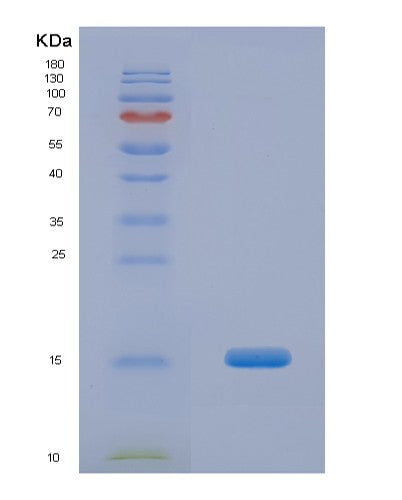 Human FKBP1B (Peptidyl-Prolyl Cis-Trans Isomerase Fkbp1B) - Recombinant Protein