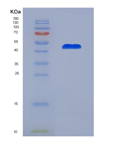 Mouse Nucb2 (Nucleobindin-2) - Recombinant Protein