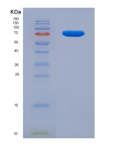 Human FKBP4 (Peptidyl-Prolyl Cis-Trans Isomerase Fkbp4) - Recombinant Protein
