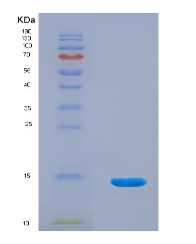 Human CEACAM7 (Cell Adhesion Molecule Ceacam7) - Recombinant Protein