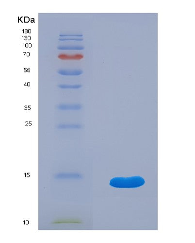 Human IL13RA2 (Interleukin-13 Receptor Subunit Alpha-2) - Recombinant Protein