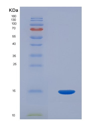 Human PCOLCE (Procollagen C-Endopeptidase Enhancer 1) - Recombinant Protein