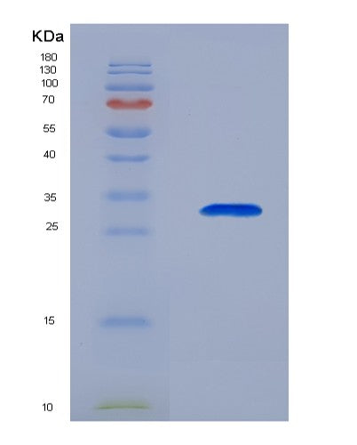 Human TCEA2 (Transcription Elongation Factor A Protein 2) - Recombinant Protein
